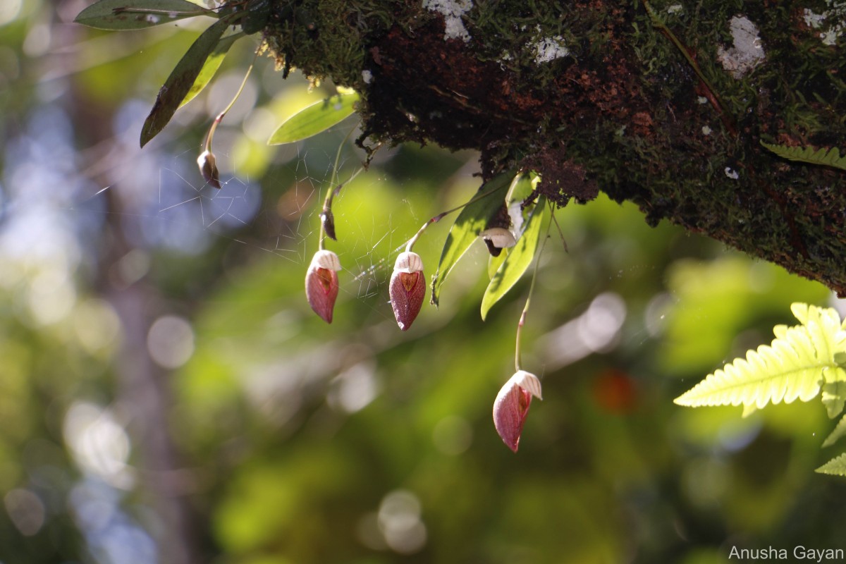 Bulbophyllum elegans Gardner ex Thwaites